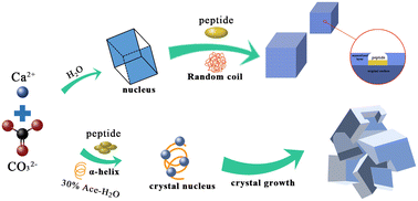 Graphical abstract: Phosphorylated amelogenin N-terminal peptides regulate calcite crystal cluster formation in a water–acetonitrile system