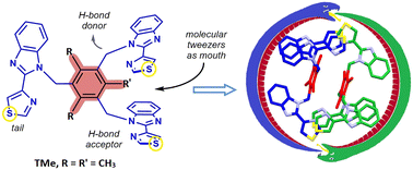 Graphical abstract: A double ouroboros-shaped noncovalent molecular dimer