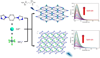 Graphical abstract: Construction of Cd(ii)-based metal–organic frameworks incorporating SiF62− as fluorescence sensors for arginine