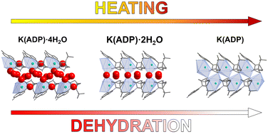 Graphical abstract: Structural aspects of dehydration and rehydration in the adenosine 5′-diphosphate (ADP)–potassium–water system