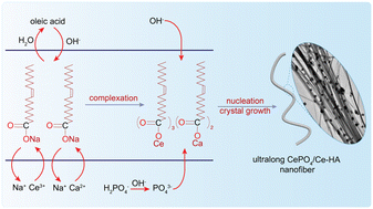 Graphical abstract: One-step synthesis of CePO4 nanoparticle-decorated cerium-doped ultralong flexible hydroxyapatite nanofibers