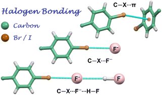 Graphical abstract: C–H hydrogen bond and halogen bond directed self-assembly of ethereal podands and C–X⋯F−/HF2− halogen bonding in solution
