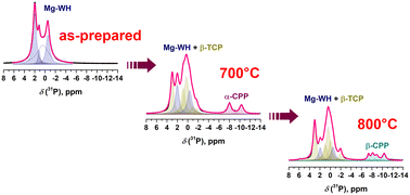 Graphical abstract: Dissolution–precipitation synthesis and thermal stability of magnesium whitlockite