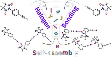 Graphical abstract: Self-assembly of iodoacetylenyl-substituted nitronyl nitroxides via halogen bonding