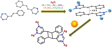 Graphical abstract: Silver(i) coordination polymers of trans-5-styrylpyrimidine – from structural diversity to solid-state reactivity under sunlight