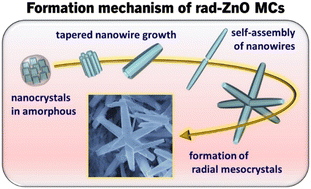 Graphical abstract: Formation mechanism of radial mesocrystals consisting of ZnO nanowires