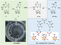 Graphical abstract: A linear CH+–NO3− base pair motif promoted by AgNO3 mediated proton transfer between guanosine and cytidine