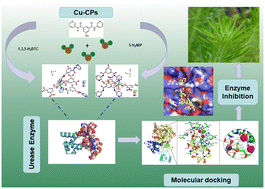 Graphical abstract: Fabrication of two 5-R-isophthalic acid-modulated Cu-based coordination polymers as urease inhibitors