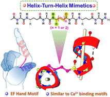 Graphical abstract: Crystal structure analysis of helix–turn–helix type motifs in α,γ-hybrid peptides