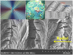 Graphical abstract: Universality in interior periodic assembly of banded d-(−)-poly(3-hydroxybutyrate) justified with the iridescence test