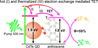 Graphical abstract: Triplet generation at the CdTe quantum dot/anthracene interface mediated by hot and thermalized electron exchange for enhanced production of singlet oxygen