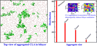 Graphical abstract: Aggregation of chlorophylls on plant thylakoid membranes using coarse-grained simulations