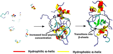 Graphical abstract: Helical intermediate formation and its role in amyloids of an amphibian antimicrobial peptide