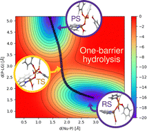 Graphical abstract: Hydrolysis of ester phosphates mediated by a copper complex