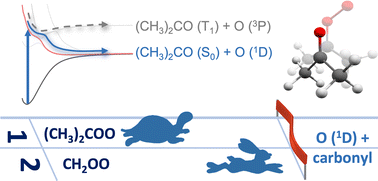 Graphical abstract: UV photodissociation dynamics of the acetone oxide Criegee intermediate: experiment and theory