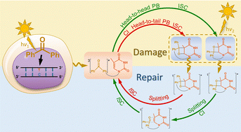 Graphical abstract: Mechanisms and energetics of benzophenone photosensitized thymine damage and repair from Paternò–Büchi cycloaddition