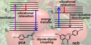 Graphical abstract: Synergic photoprotection of phenolic compounds present in tomato fruit cuticle: a spectroscopic investigation in solution