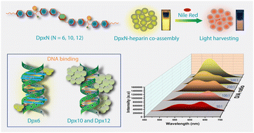 Graphical abstract: Contrasting luminescence in heparin and DNA-templated co-assemblies of dimeric cyanostilbenes: efficient energy transfer in heparin-based co-assemblies