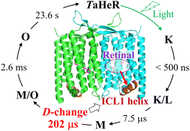 Graphical abstract: Time-resolved detection of light-induced conformational changes of heliorhodopsin