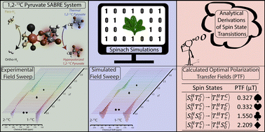 Graphical abstract: Spin dynamics of [1,2-13C2]pyruvate hyperpolarization by parahydrogen in reversible exchange at micro Tesla fields