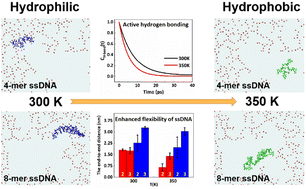 Graphical abstract: Dynamic behavior of the single-strand DNA molecules from the hydrophilic to hydrophobic regions on graphene oxide surface driven by heating