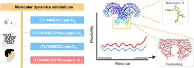 Graphical abstract: Dissecting the species-specific recognition of Neoseptin 3 by TLR4/MD2 via molecular dynamics simulations