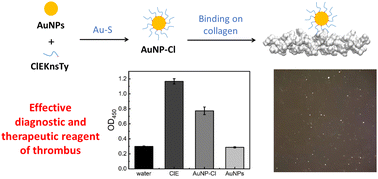 Graphical abstract: Design and characterization of antithrombotic ClEKnsTy-Au nanoparticles as diagnostic and therapeutic reagents