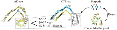 Graphical abstract: Destabilization mechanism of R3–R4 tau protofilament by purpurin: a molecular dynamics study