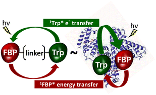 Graphical abstract: Topological effects in ultrafast photoinduced processes between flurbiprofen and tryptophan in linked dyads and within human serum albumin