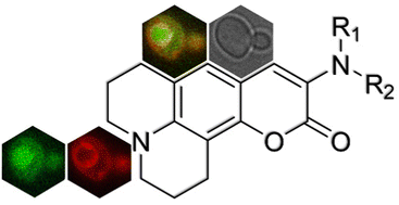 Graphical abstract: Rigidized 3-aminocoumarins as fluorescent probes for strongly acidic environments and rapid yeast vacuolar lumen staining: mechanism and application