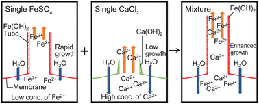 Graphical abstract: Characteristic growth of chemical gardens from mixtures of two salts