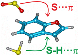 Graphical abstract: Sulfur–arene interactions: the S⋯π and S–H⋯π interactions in the dimers of benzofuran⋯sulfur dioxide and benzofuran⋯hydrogen sulfide