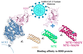 Graphical abstract: In silico design of miniprotein to inhibit SARS-CoV-2 variant Omicron spike protein