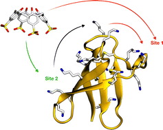 Graphical abstract: Probing the dynamical interaction of the para-sulfonato-calix[4]arene with an antifungal protein