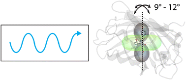 Graphical abstract: Dynamics of transition dipole moment orientation in representative fluorescent proteins