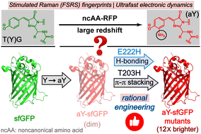 Graphical abstract: Structural origin and rational development of bright red noncanonical variants of green fluorescent protein