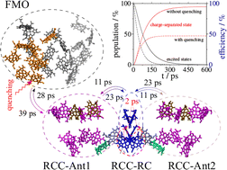 Graphical abstract: Living on the edge: light-harvesting efficiency and photoprotection in the core of green sulfur bacteria