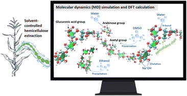 Graphical abstract: Molecular scale behavior of xylan during solvent-controlled extraction and precipitation