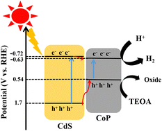 Graphical abstract: CoP-modified CdS for enhanced stability and photocatalytic hydrogen production under visible light