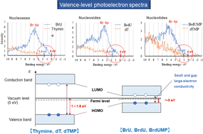 Graphical abstract: Incorporation of a bromine atom into DNA-related molecules changes their electronic properties