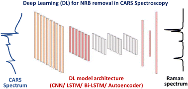 Graphical abstract: Evaluating different deep learning models for efficient extraction of Raman signals from CARS spectra