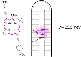 Graphical abstract: Exciton delocalization in a fully synthetic DNA-templated bacteriochlorin dimer