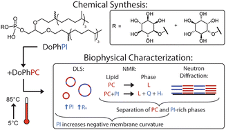 Graphical abstract: Membrane plasticity induced by myo-inositol derived archaeal lipids: chemical synthesis and biophysical characterization