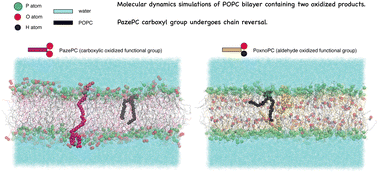 Graphical abstract: Effect of oxidation on POPC lipid bilayers: anionic carboxyl group plays a major role