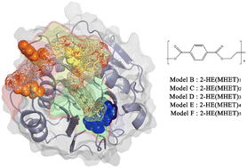 Graphical abstract: Atomistic insight into the binding mode and self-regulation mechanism of IsPETase towards PET substrates with different polymerization degrees