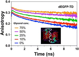 Graphical abstract: Ultrafast fluorescence depolarisation in green fluorescence protein tandem dimers as hydrophobic environment sensitive probes