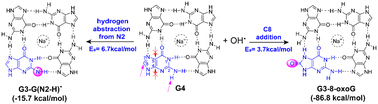 Graphical abstract: Theoretical insights into the reaction mechanism of hydroxyl radicals and guanine in G-quadruplex DNA
