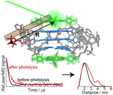 Graphical abstract: Revealing light-induced structural shifts in G-quadruplex-porphyrin complexes: a pulsed dipolar EPR study