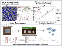 Graphical abstract: Application of a biodegradable poly(butylene adipate-co-terephthalate) membrane for phenol pervaporation recovery