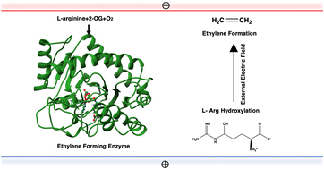 Graphical abstract: Can an external electric field switch between ethylene formation and l-arginine hydroxylation in the ethylene forming enzyme?